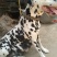 斑点狗，又名大麦盯犬，宠物狗，温顺，外观美！