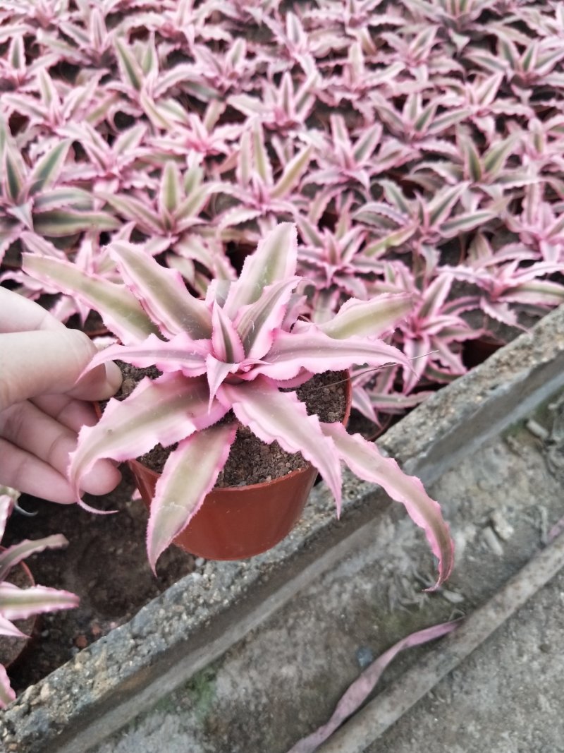 凤梨