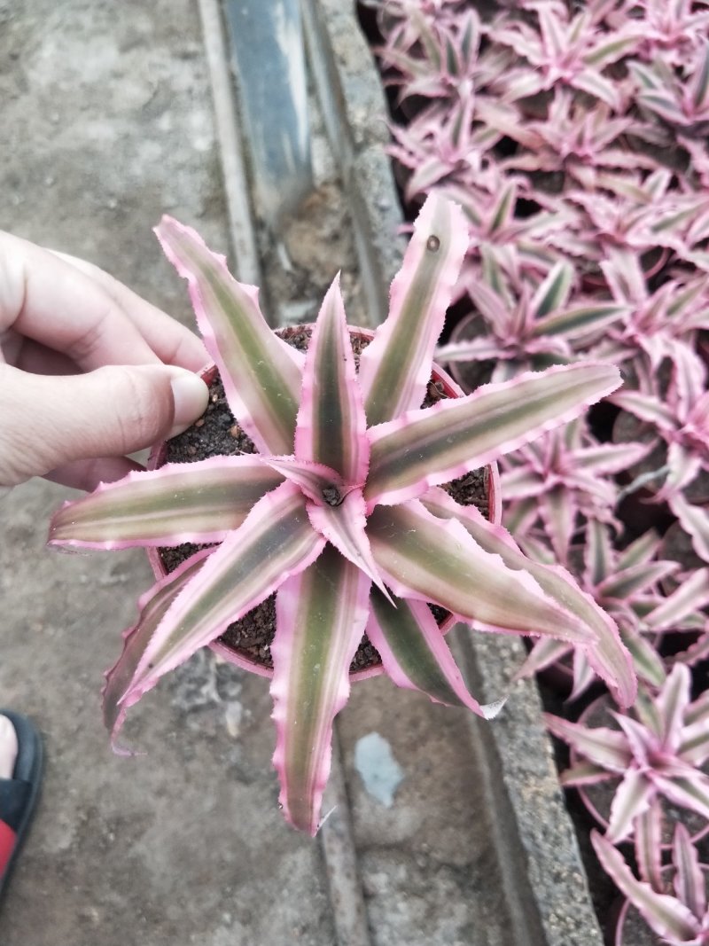 凤梨