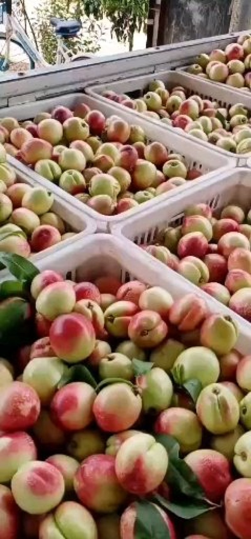 本地桃子已经大量上市了价格低至4品种多个头大口感好周期长