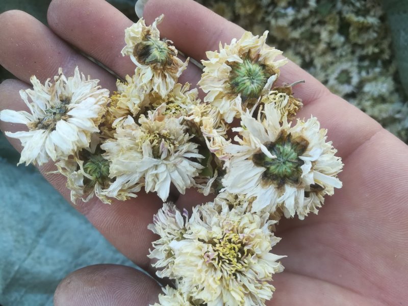 菊花