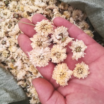 菊花