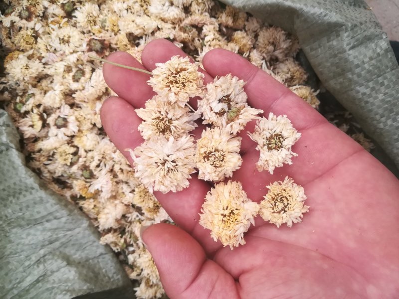 菊花