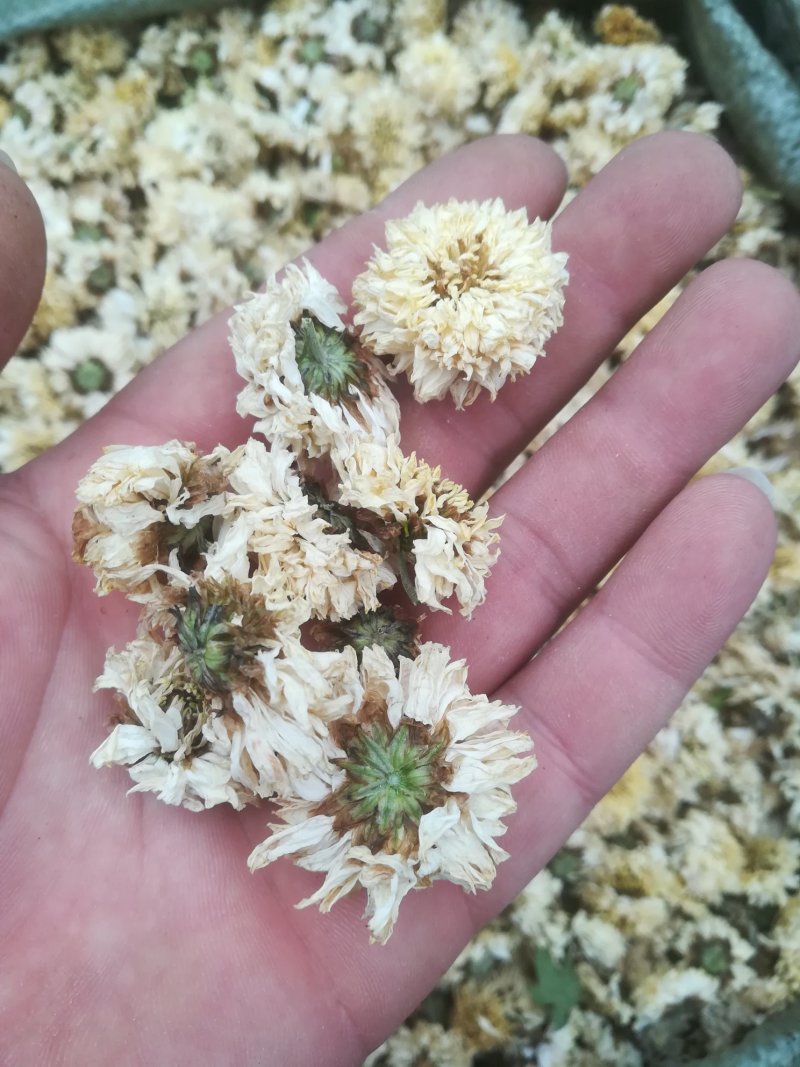菊花