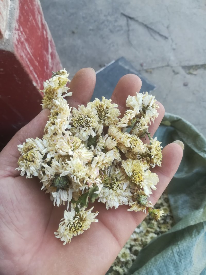 菊花
