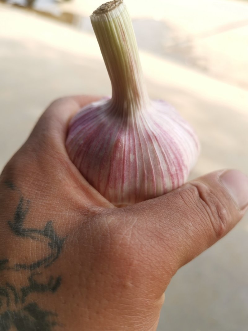 精品大蒜，保质保量，一手货源，诚信为本，货源充足，