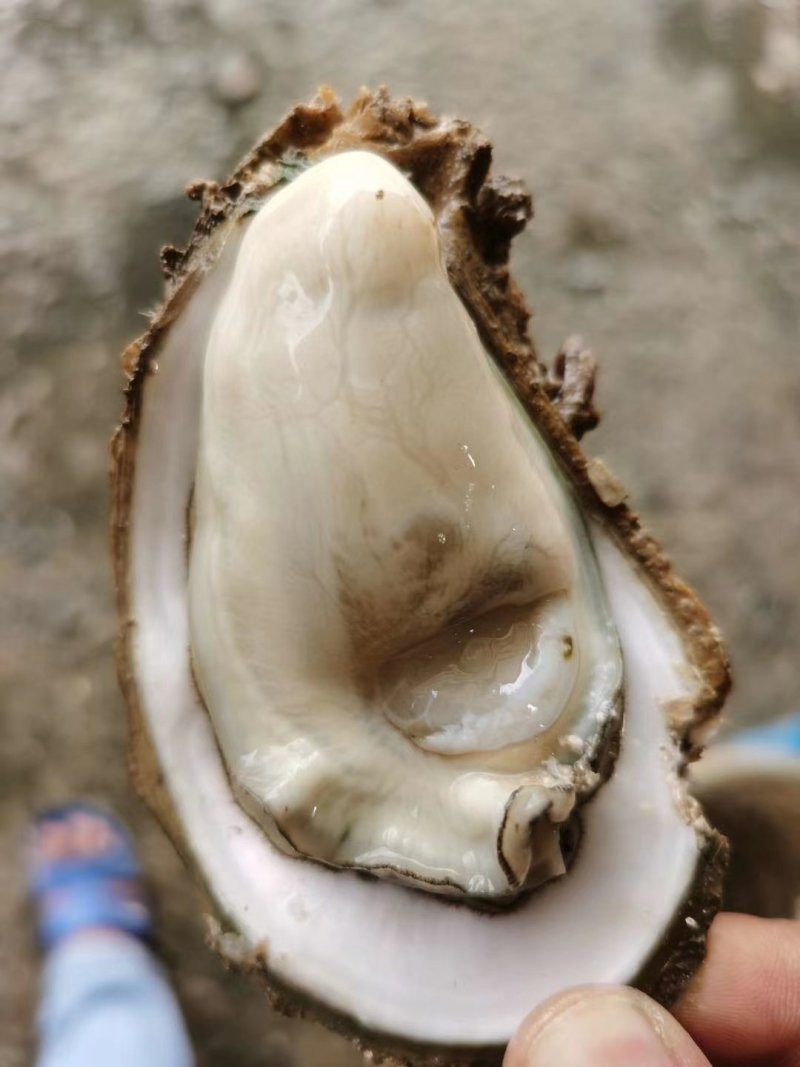 生蚝