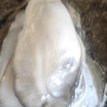 生蚝