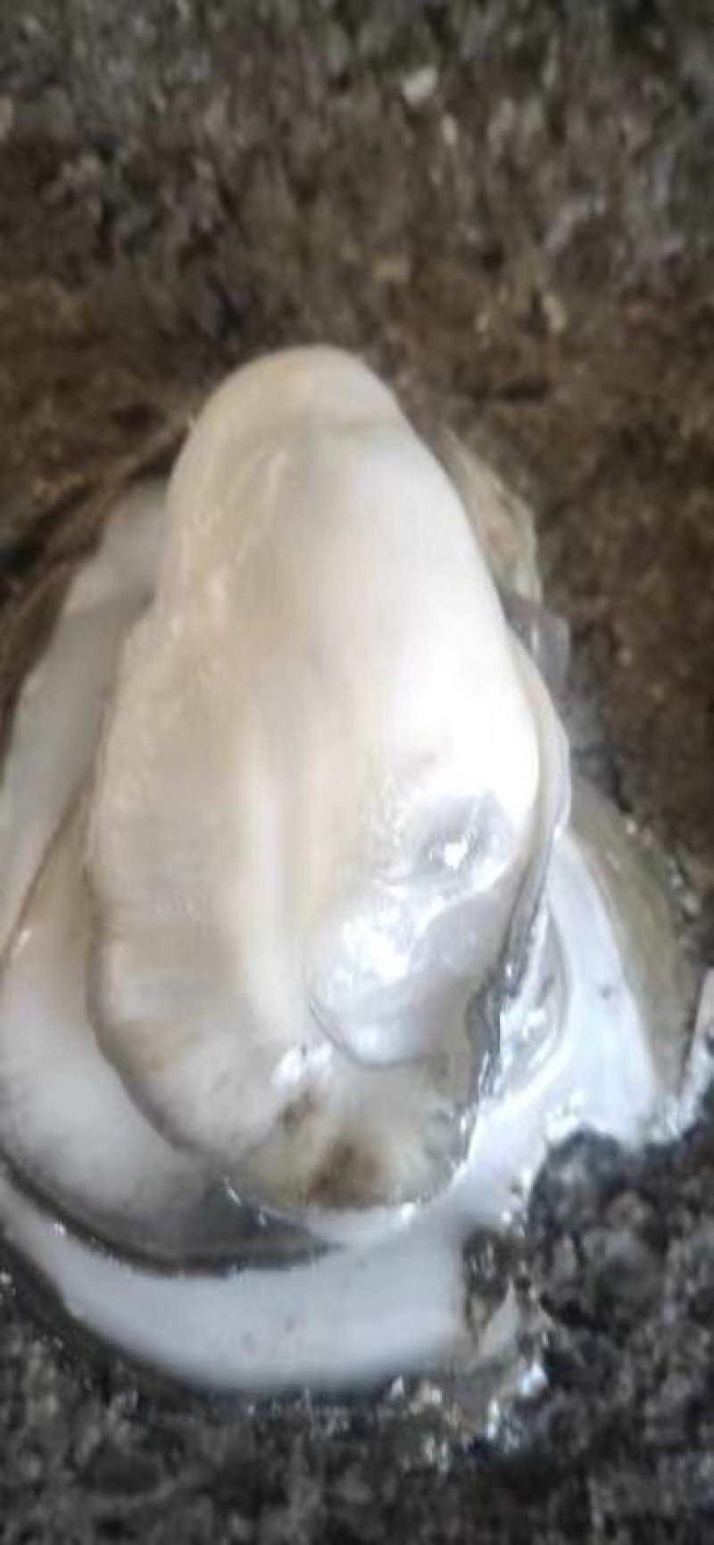 生蚝