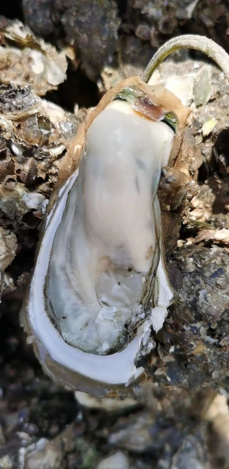 生蚝