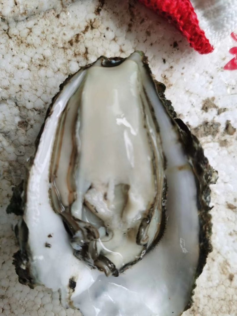 生蚝