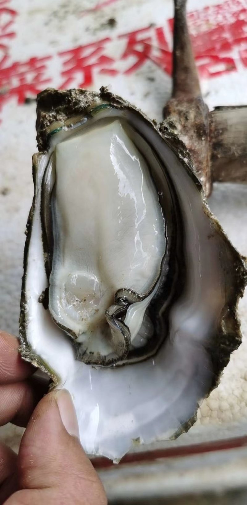 生蚝