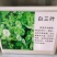 白三叶种子