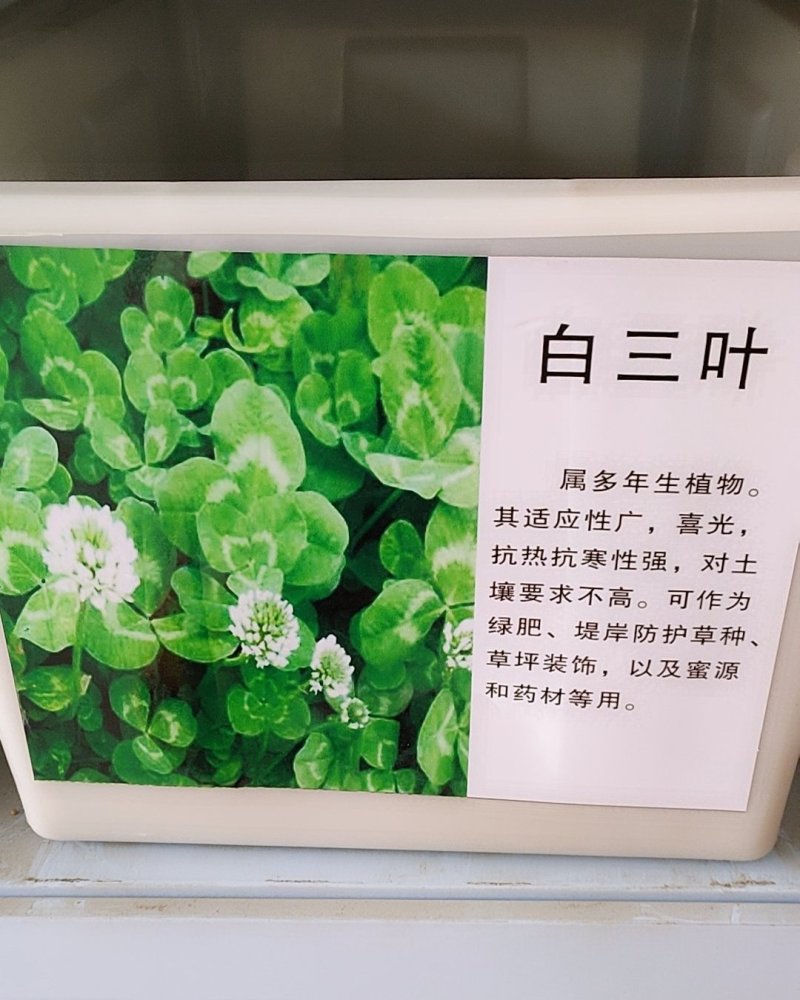 白三叶种子