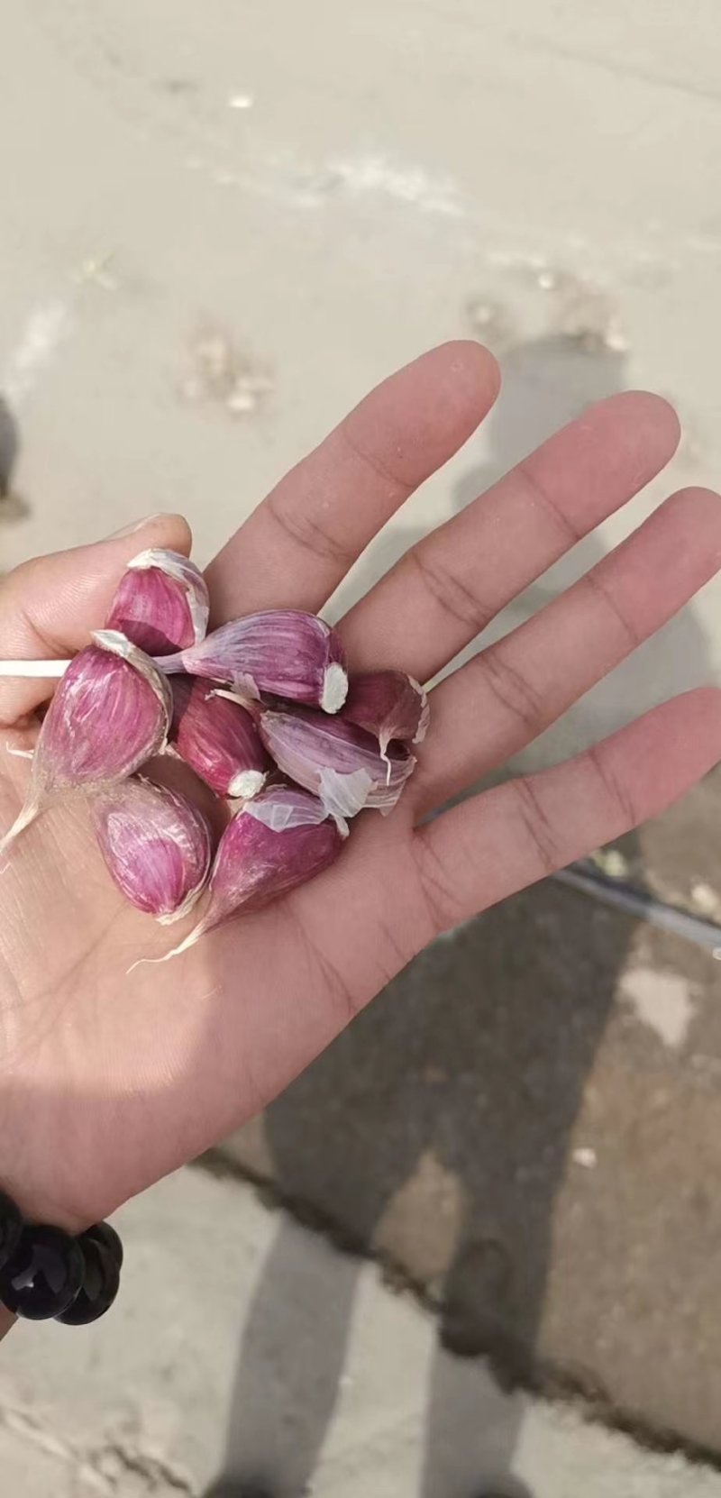 川蒜蒜种。精品红根蒜种，杂交蒜。精品蒜瓣。