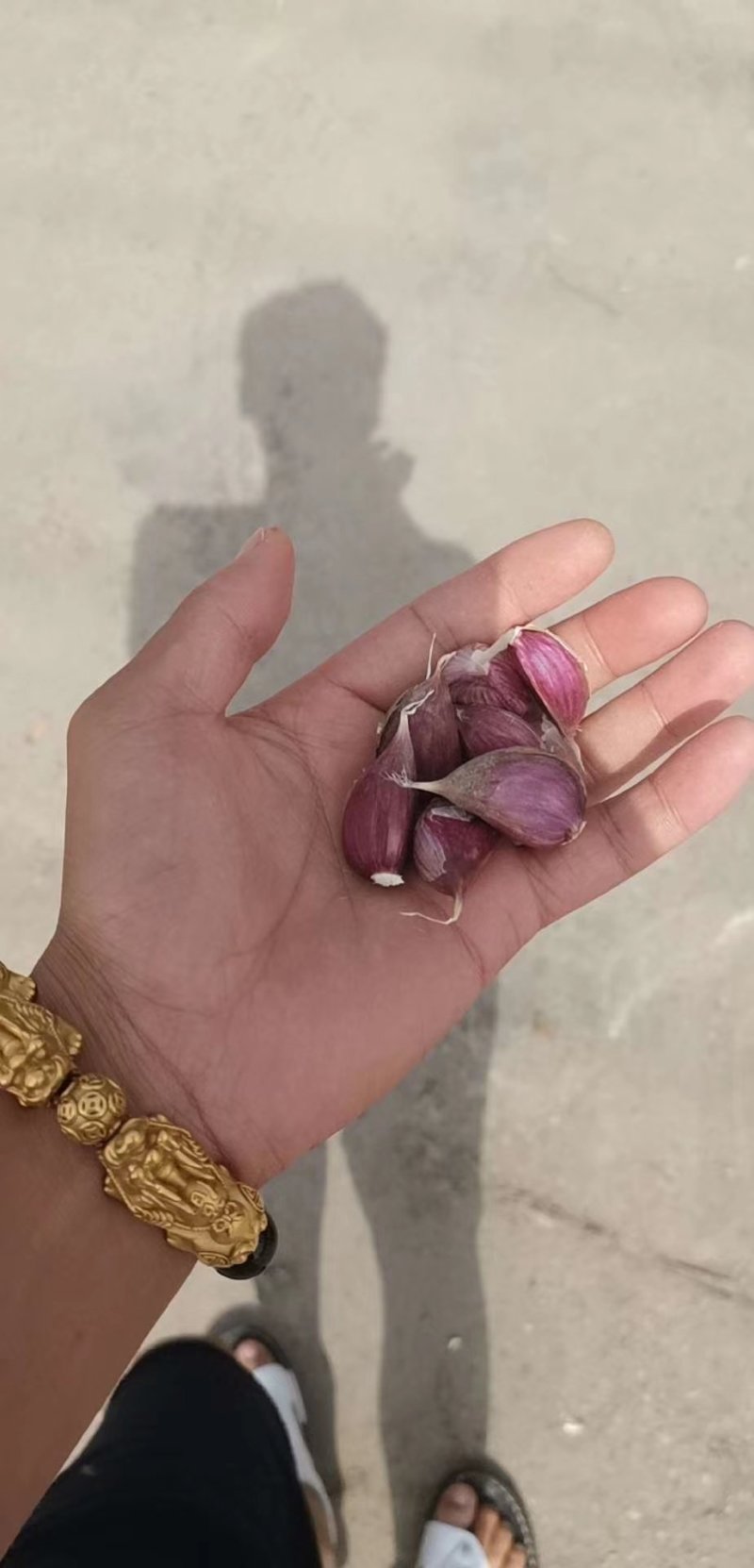 川蒜蒜种。精品红根蒜种，杂交蒜。精品蒜瓣。
