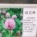 红三叶种子