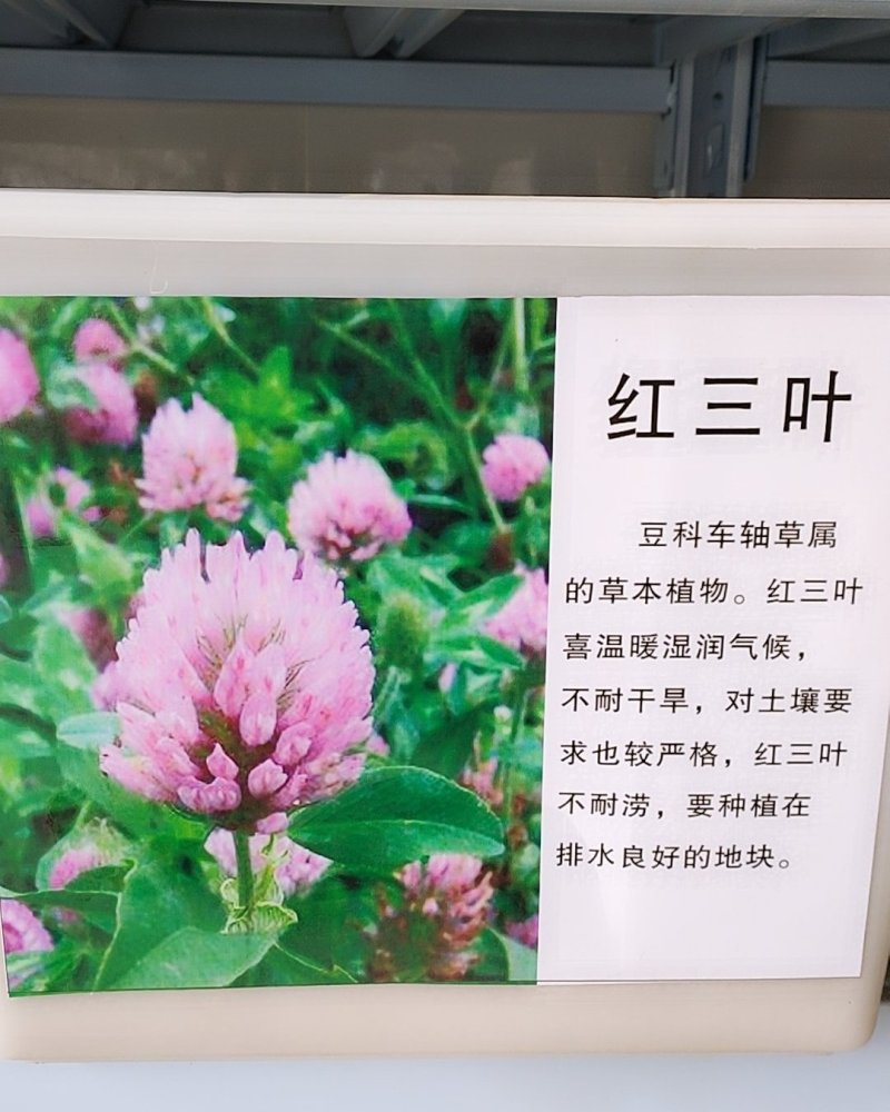 红三叶种子