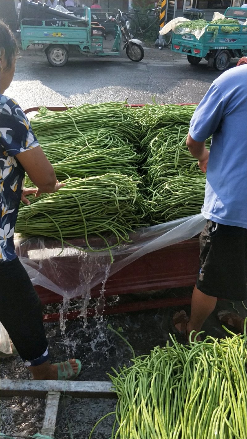 河南开封祥符区精品长豆角大量上市中，欢迎新老客户前来收购
