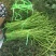 河南开封祥符区精品长豆角大量上市中，欢迎新老客户前来收购
