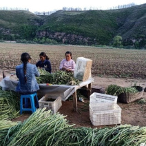 芦笋全青全部现货种植基地直发