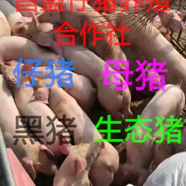 外三元仔猪，猪苗小猪确保健康，防疫到位，防控严格
