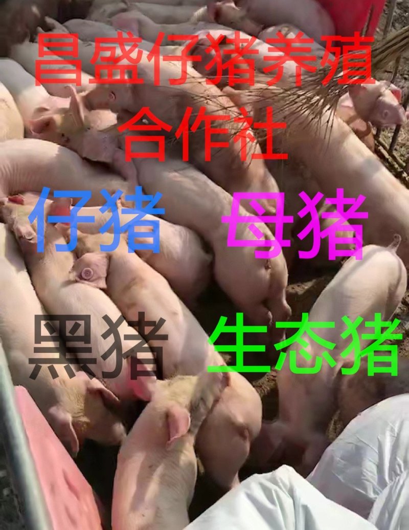 外三元仔猪，猪苗小猪确保健康，防疫到位，防控严格