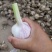 2025大蒜，白皮紫皮大蒜！产地直供，全国代发