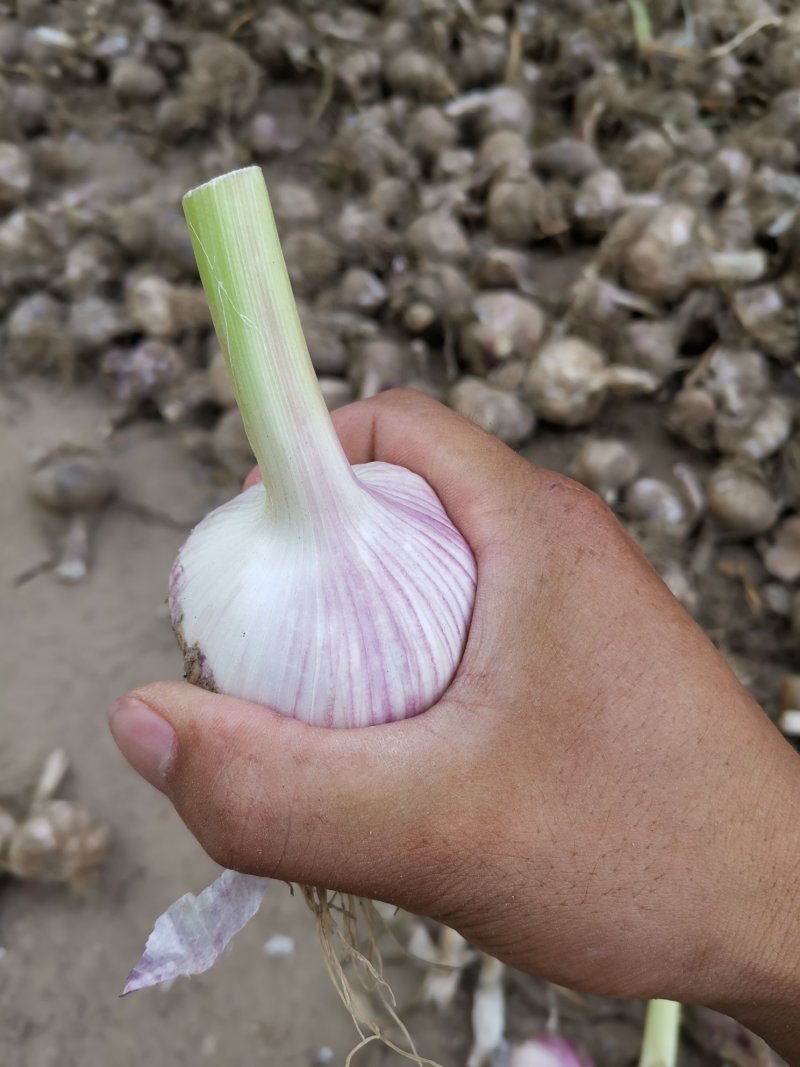 2025大蒜，白皮紫皮大蒜！产地直供，全国代发