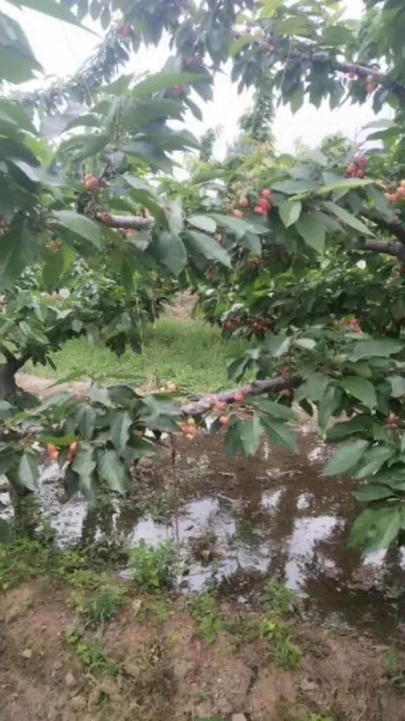 山东冠县大樱桃产地直供。