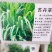 苏丹草种子