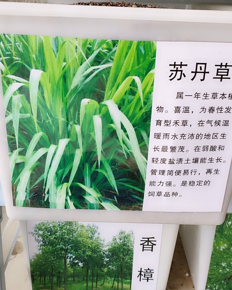 苏丹草种子