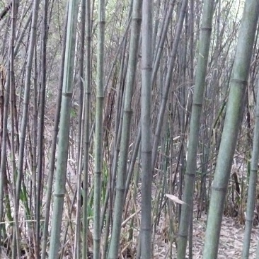 竹子
