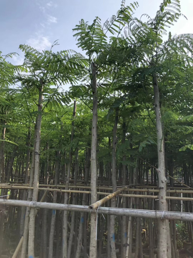 大量12-30骨架，全冠凤凰木出售，有需要请联系