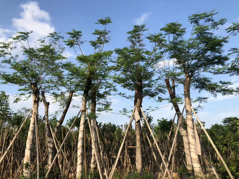 大量12-30骨架，全冠凤凰木出售，有需要请联系