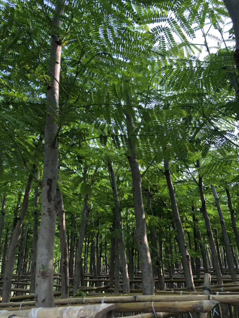 大量12-30骨架，全冠凤凰木出售，有需要请联系