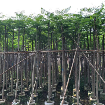 大量12-30骨架，全冠凤凰木出售，有需要请联系