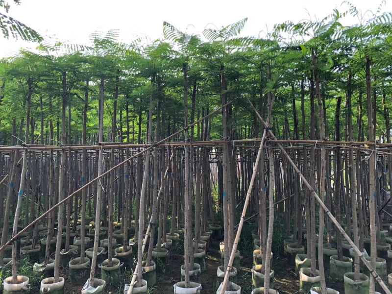 大量12-30骨架，全冠凤凰木出售，有需要请联系