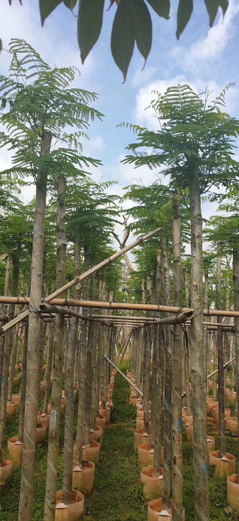 大量12-30骨架，全冠凤凰木出售，有需要请联系