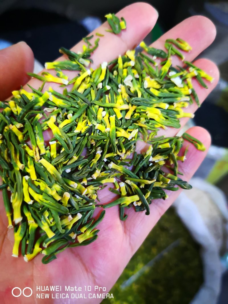 莲子芯选货无杂质各种规格量大从优单斤包邮