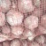 河南商丘【出口】大蒜扒皮大蒜小中大胡蒜全精品
