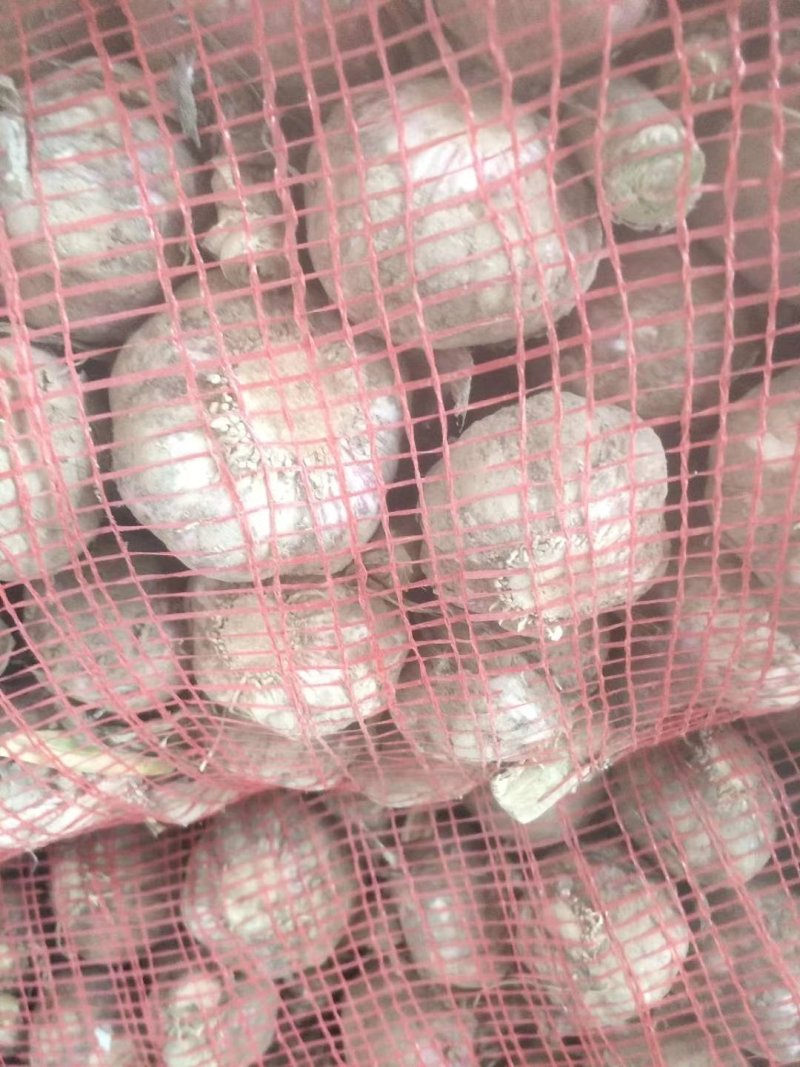 河南商丘【出口】大蒜扒皮大蒜小中大胡蒜全精品