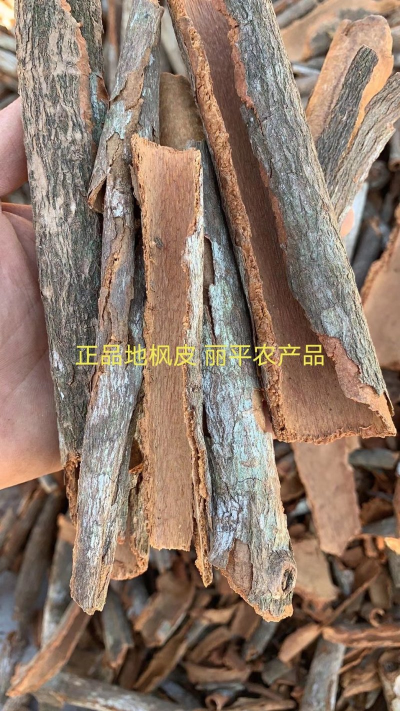 地枫皮正品野生高含量（选装货）一公斤起包邮