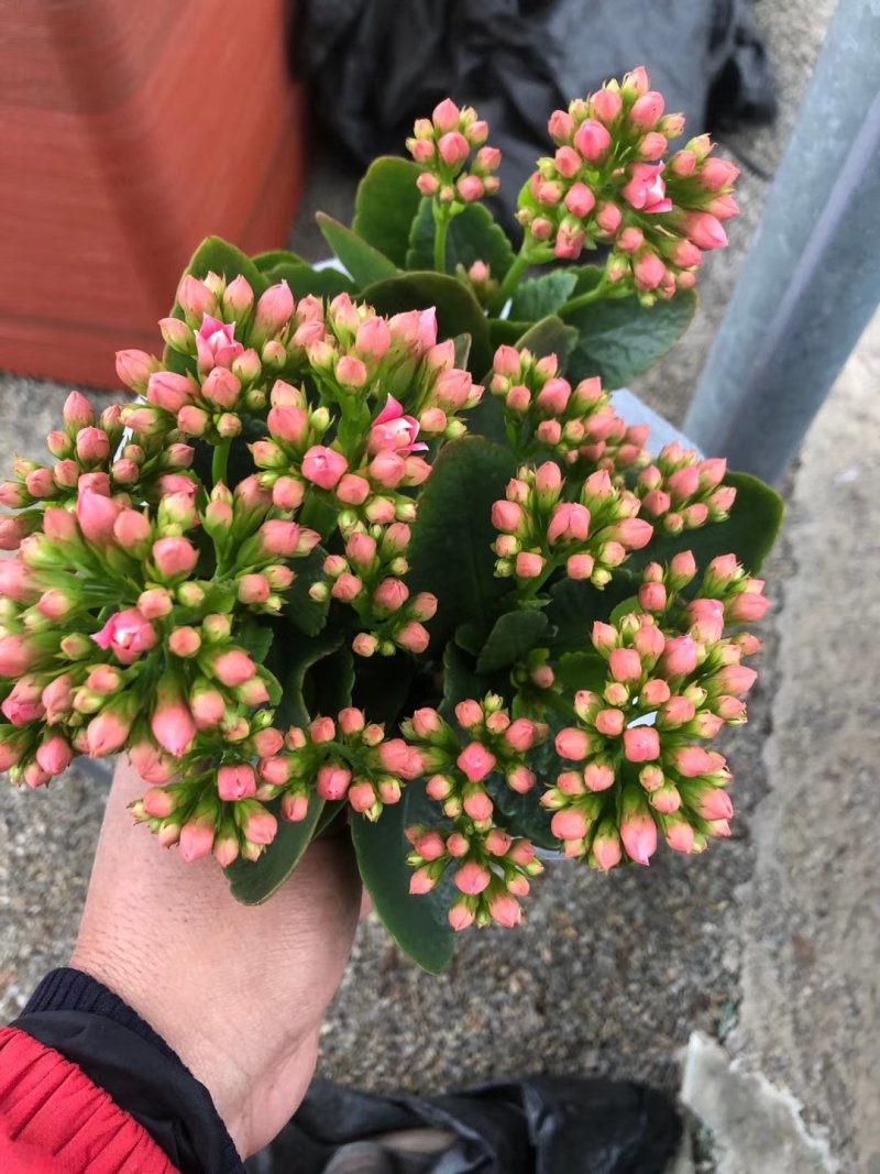 长寿花