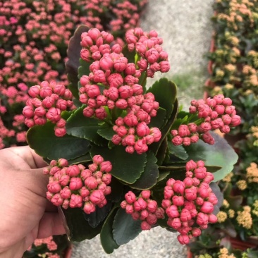 长寿花