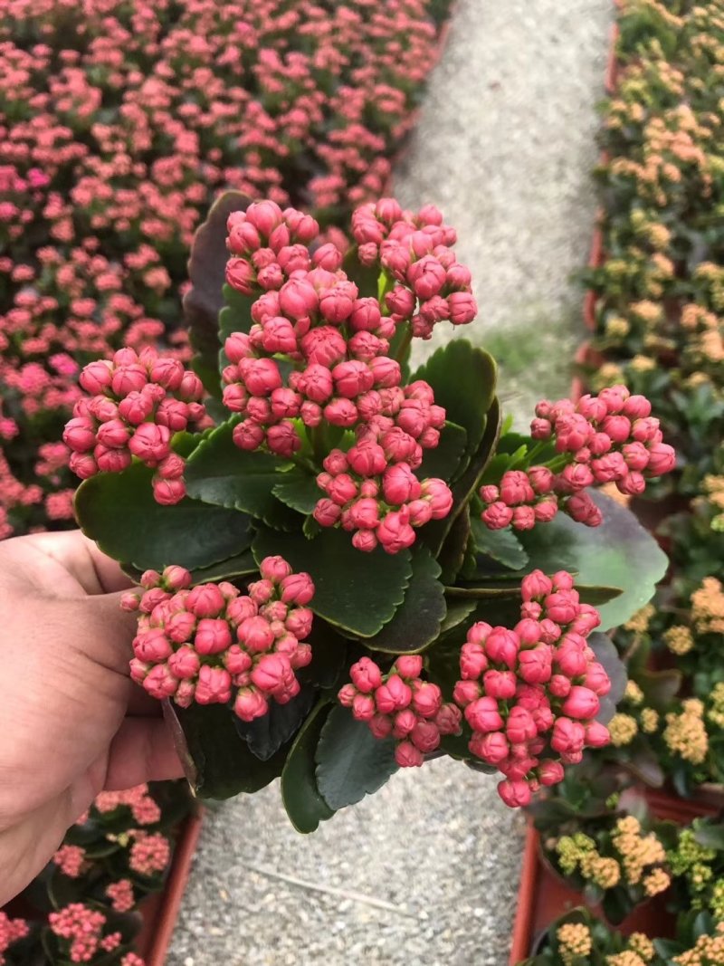 长寿花