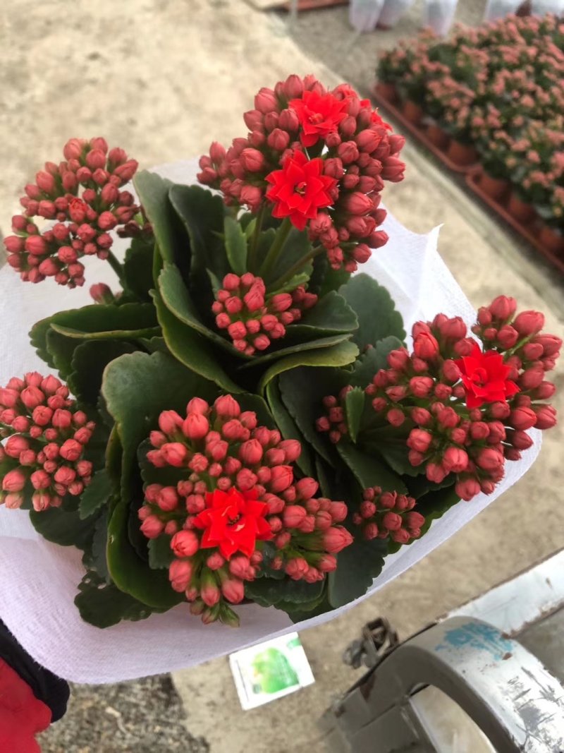 长寿花