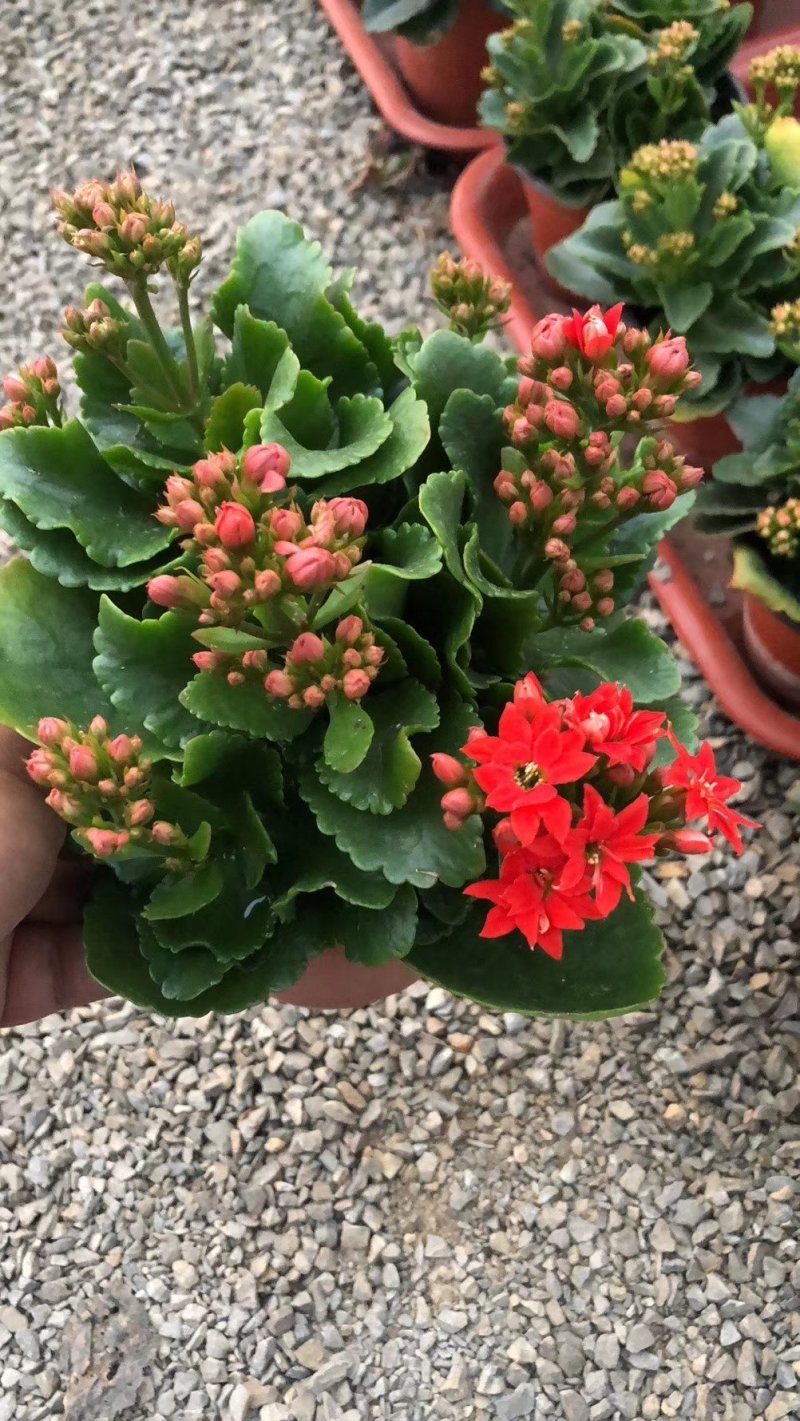 长寿花