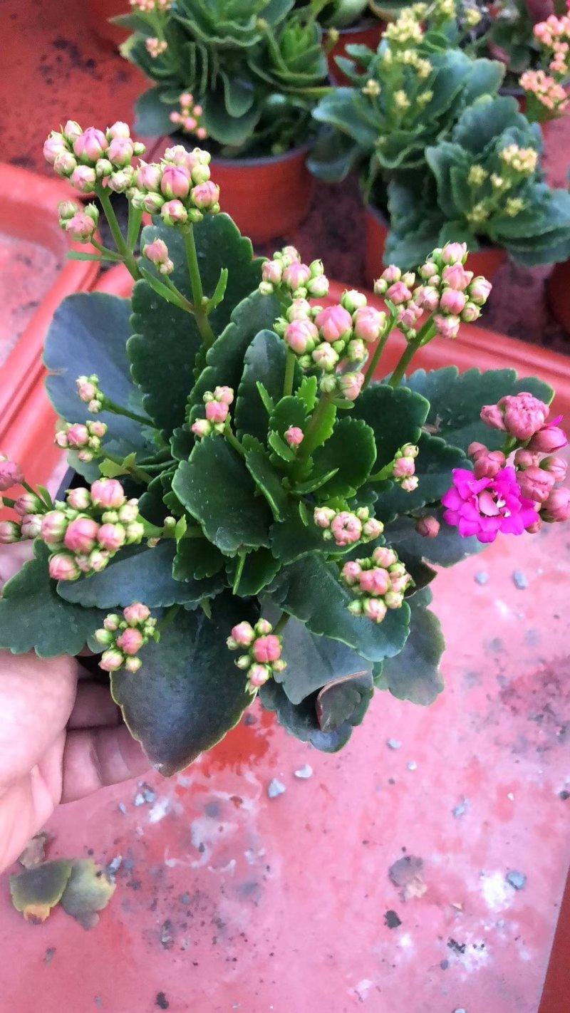 长寿花