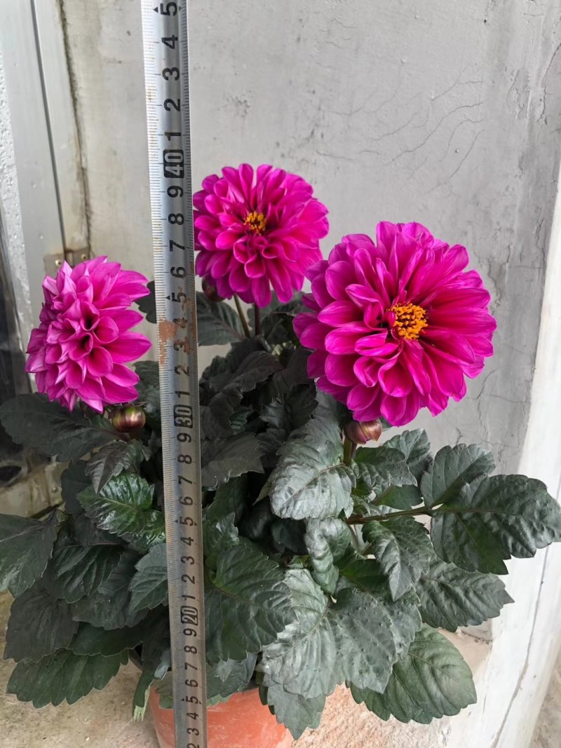 大丽花